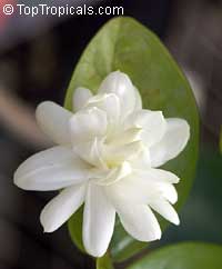jasminum sambac