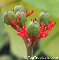 Jatropha podagrica