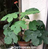 Jatropha podagrica