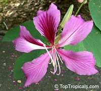 Bauhinia x blakeana