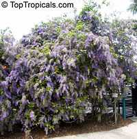 Petrea volubilis