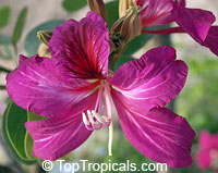 Bauhinia x blakeana 