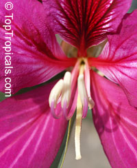 Bauhinia x blakeana 