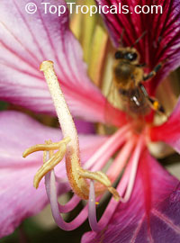 Bauhinia x blakeana 