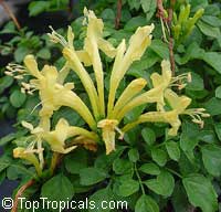 Tecomaria