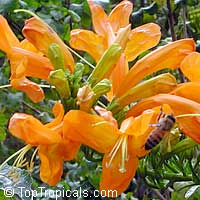 Tecomaria