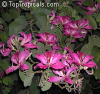 Bauhinia x blakeana