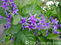Petrea volubilis