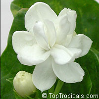 jasminum sambac