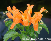 Tecomaria