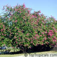 Bauhinia x blakeana