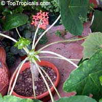 Jatropha podagrica