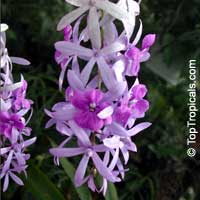 Petrea volubilis