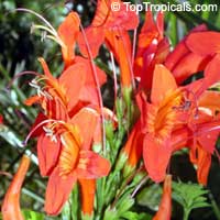 Tecomaria