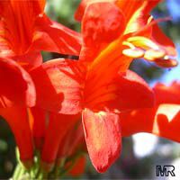 Tecomaria