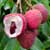 fruit trees & edibles