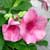 blooming vines