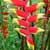 clerodendrums