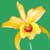orchids and epiphytes