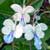 clerodendrums