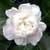 jasmines & fragrant