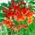 blooming shrubs