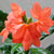 small perennials