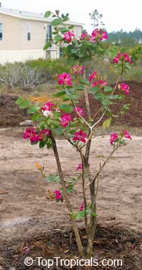 bauhinia blakeana - Hong Kong Orchid Tree