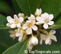 Osmanthus fragrans - Sweet Olive
