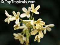 Osmanthus fragrans - Sweet Olive