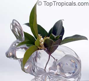 osmanthus rabbit 