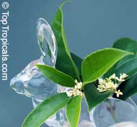 osmanthus rabbit 