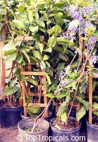 Petrea volubilis