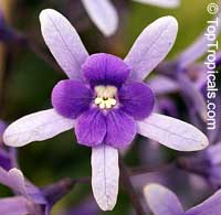 Petrea volubilis