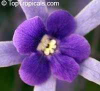Petrea volubilis