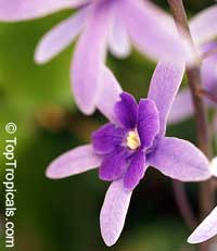 Petrea volubilis