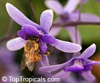 Petrea volubilis