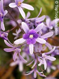 Petrea volubilis