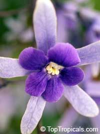 Petrea volubilis