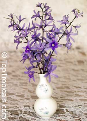 Petrea volubilis