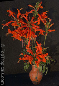 Tecomaria capensis