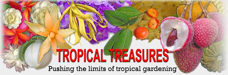 Tropical Treasures Magazine