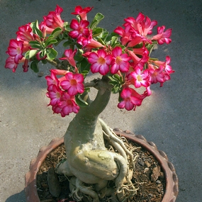 Adenium hybrids, Desert rose