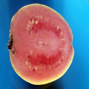Tropical guava, Psidium sp.
