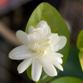 Jasmine plant, Jasminum sp.