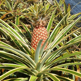 Ananas comosus, Pineapple
