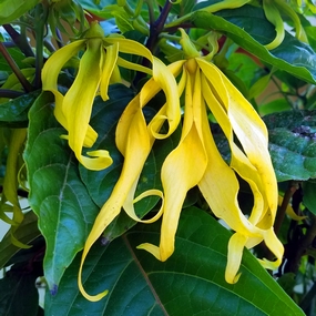 Cananga odorata, Ylang-ylang tree