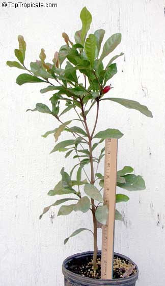 synsepalum dulcificum