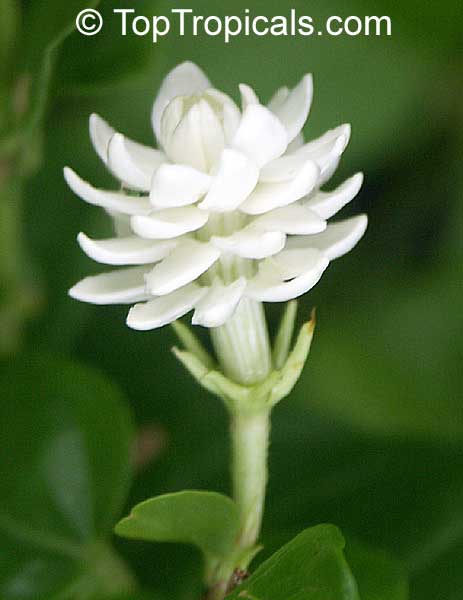 jasminum sambac