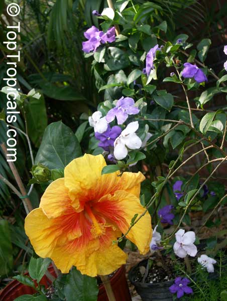 Hibiscus flowers